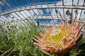 National Botanic Garden Glasshouse